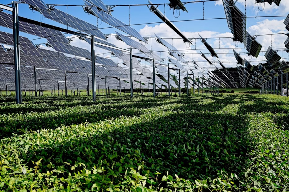 immagine descrittiva