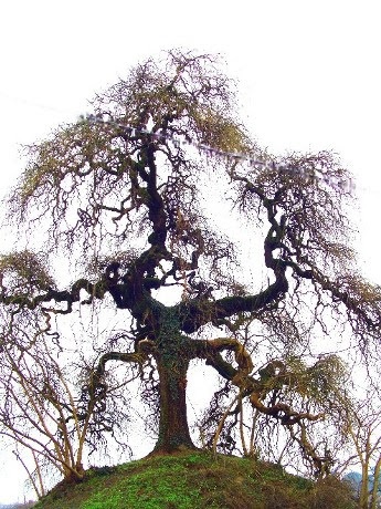 immagine descrittiva