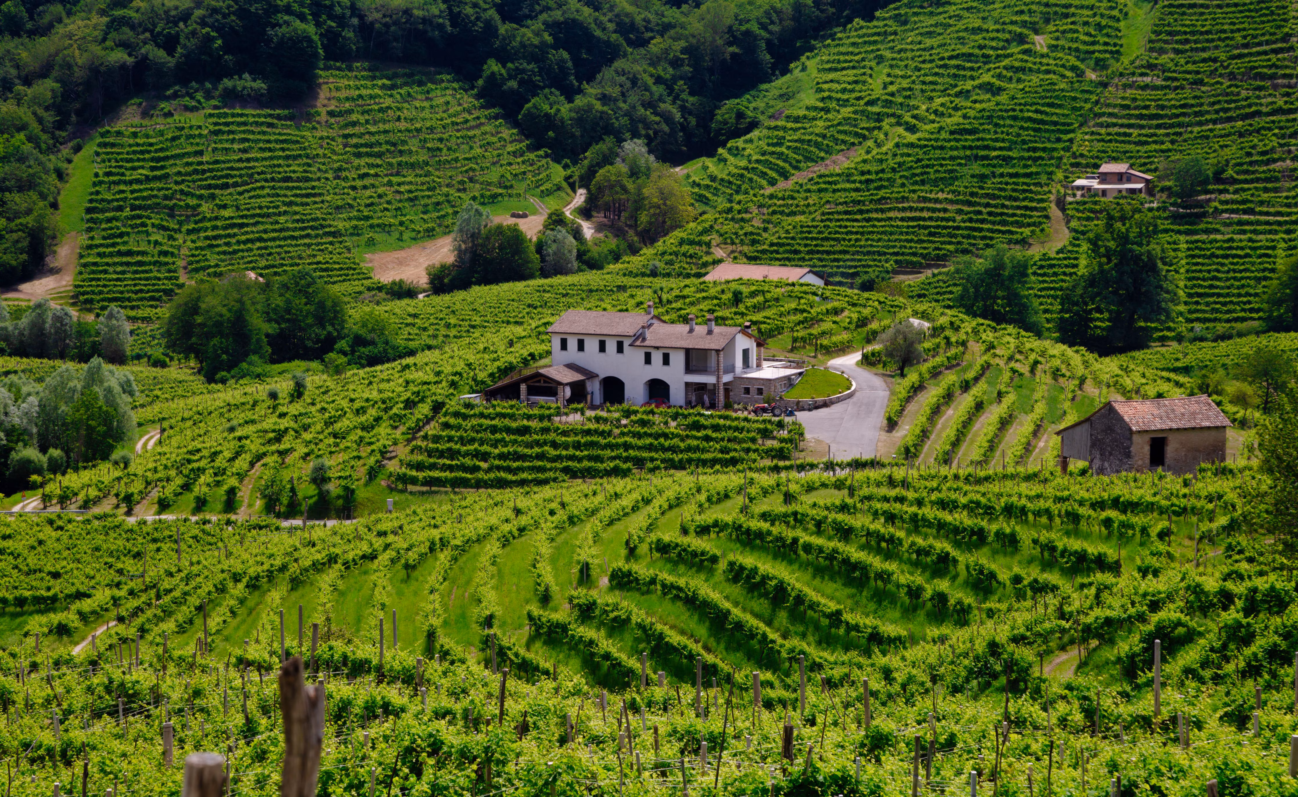 immagine descrittiva