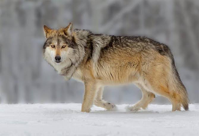 immagine descrittiva