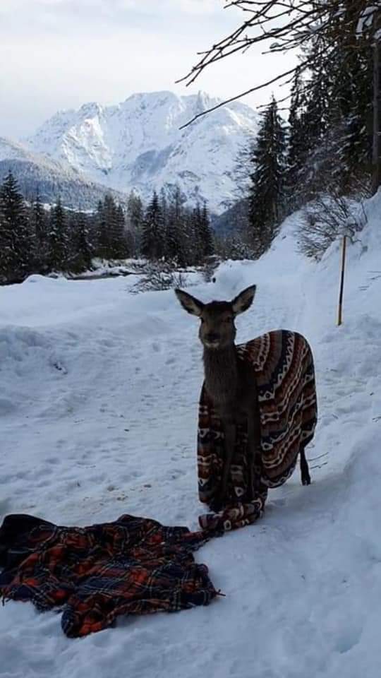 immagine descrittiva