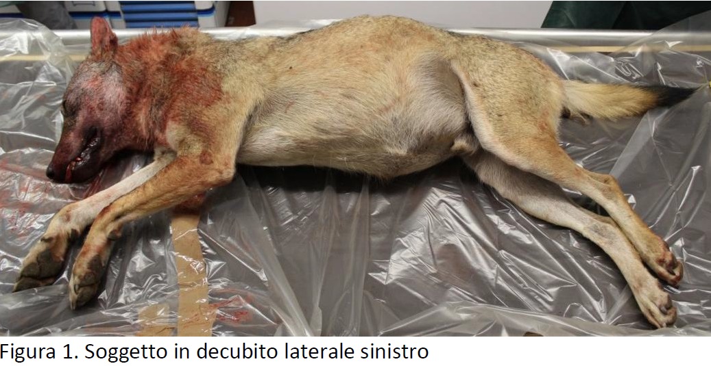immagine descrittiva